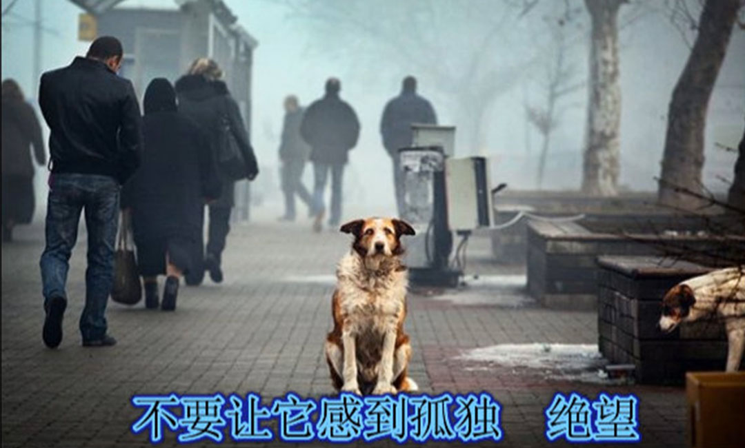 黑河爱影圈微博微信转发案例